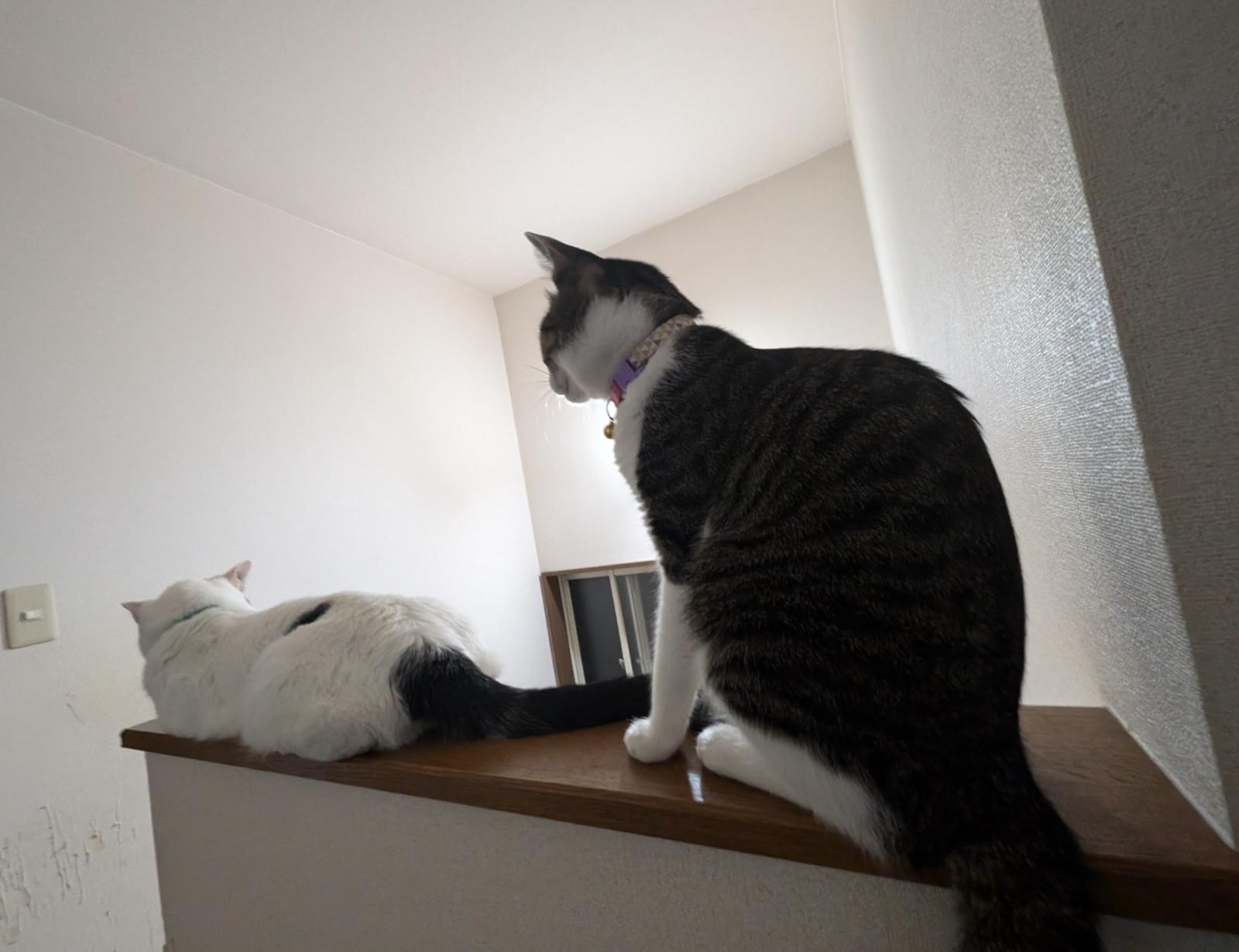 キジ白ハチワレ、小柄な猫を探しています