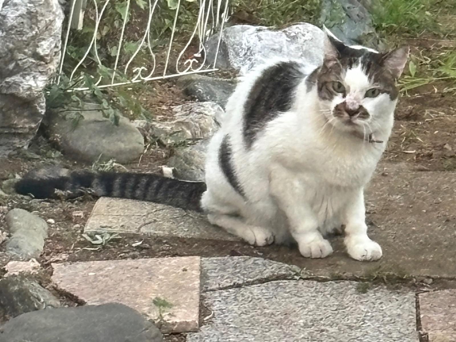 目撃された猫 目撃された猫