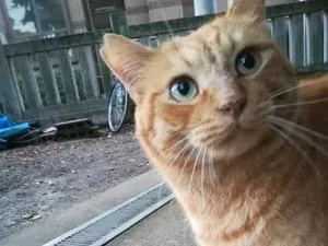 トラ猫 横向きでじゃれる茶トラ猫｜WooBia公式オンラインショップ