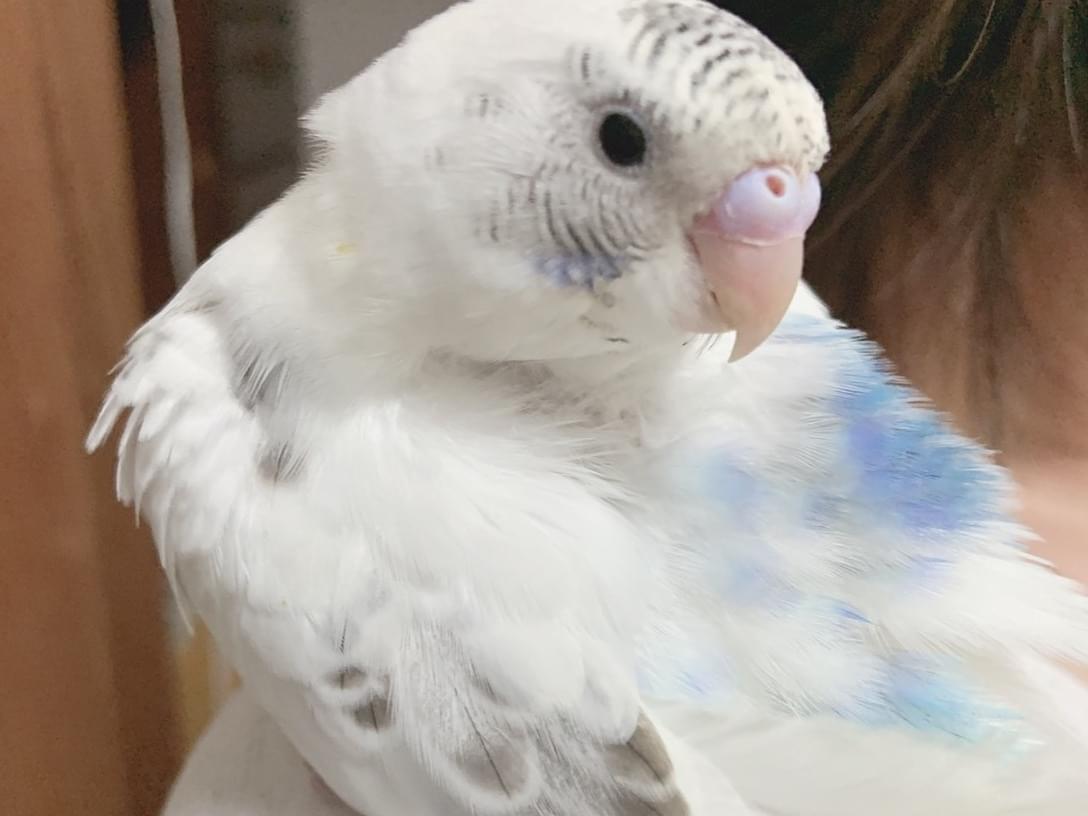 てんちゃん てんちゃん