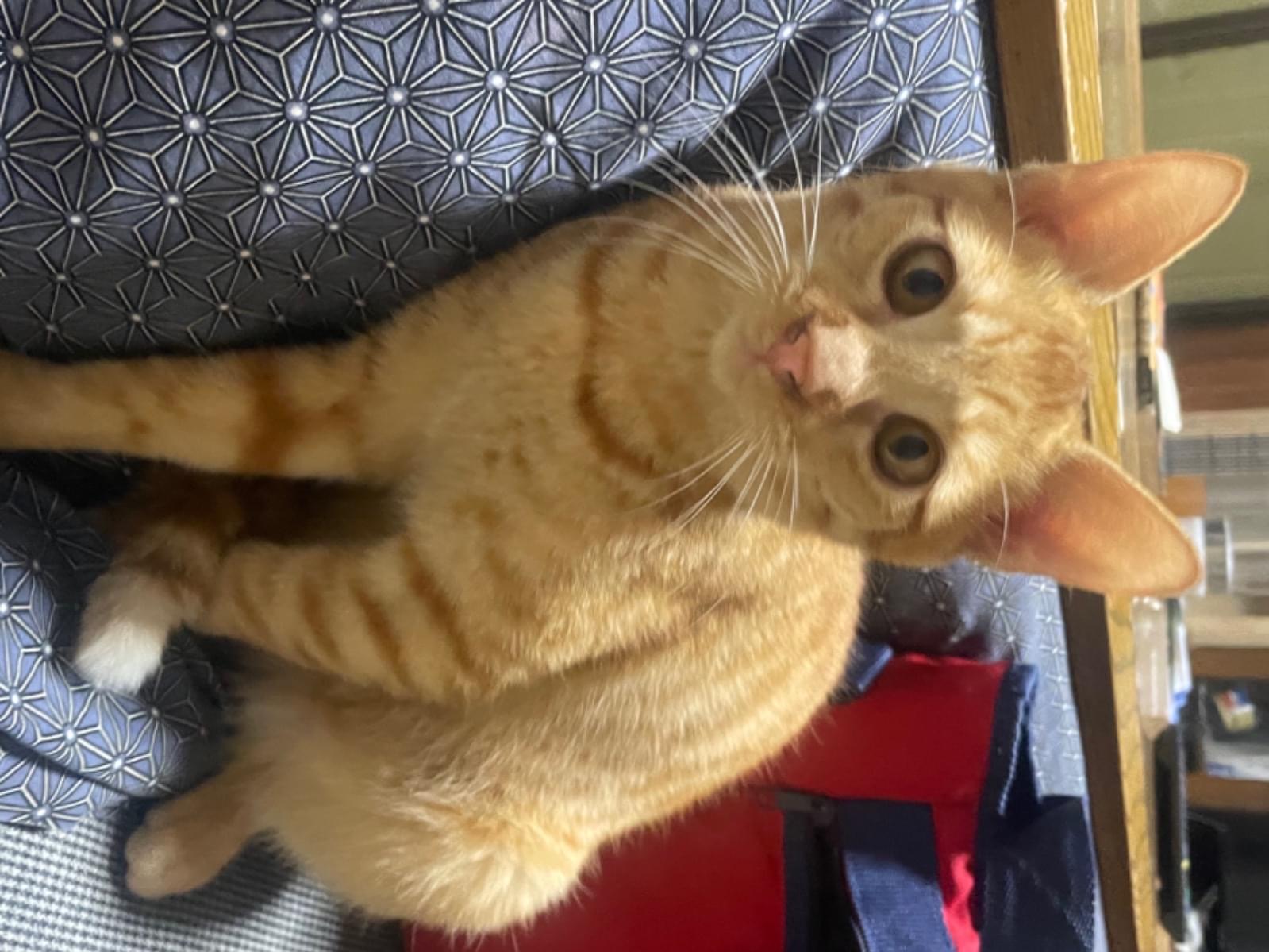 保護された猫 保護された猫