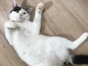 白黒ドット柄猫探してます