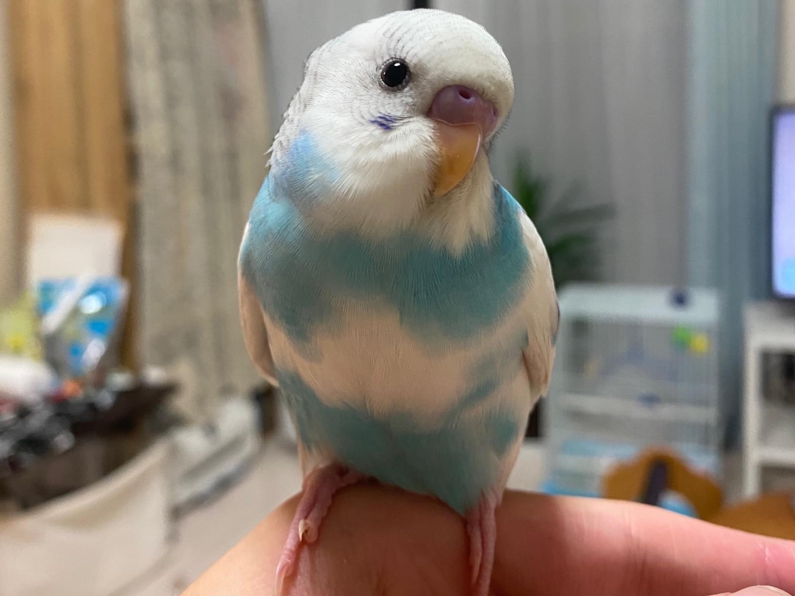 ちゅぴちゃん ちゅぴちゃん