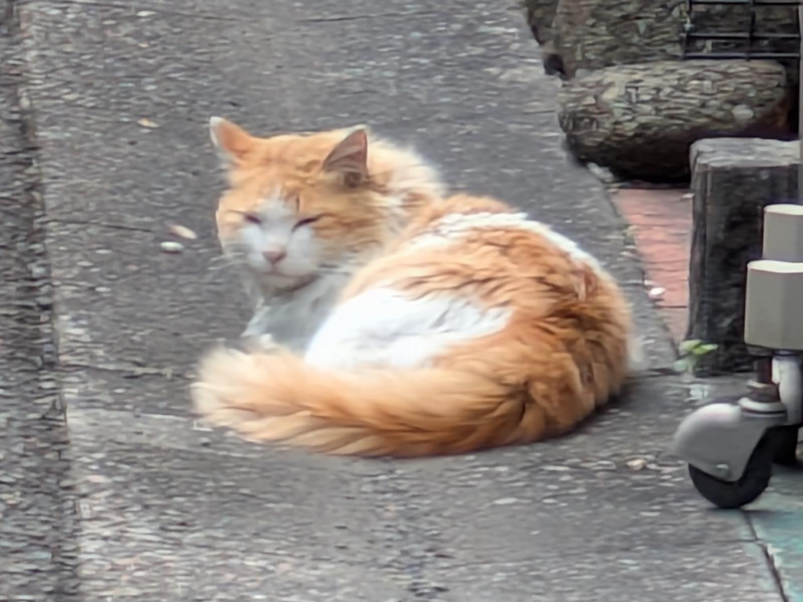 目撃された猫