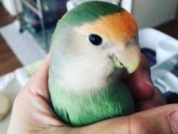 リオちゃん リオちゃん