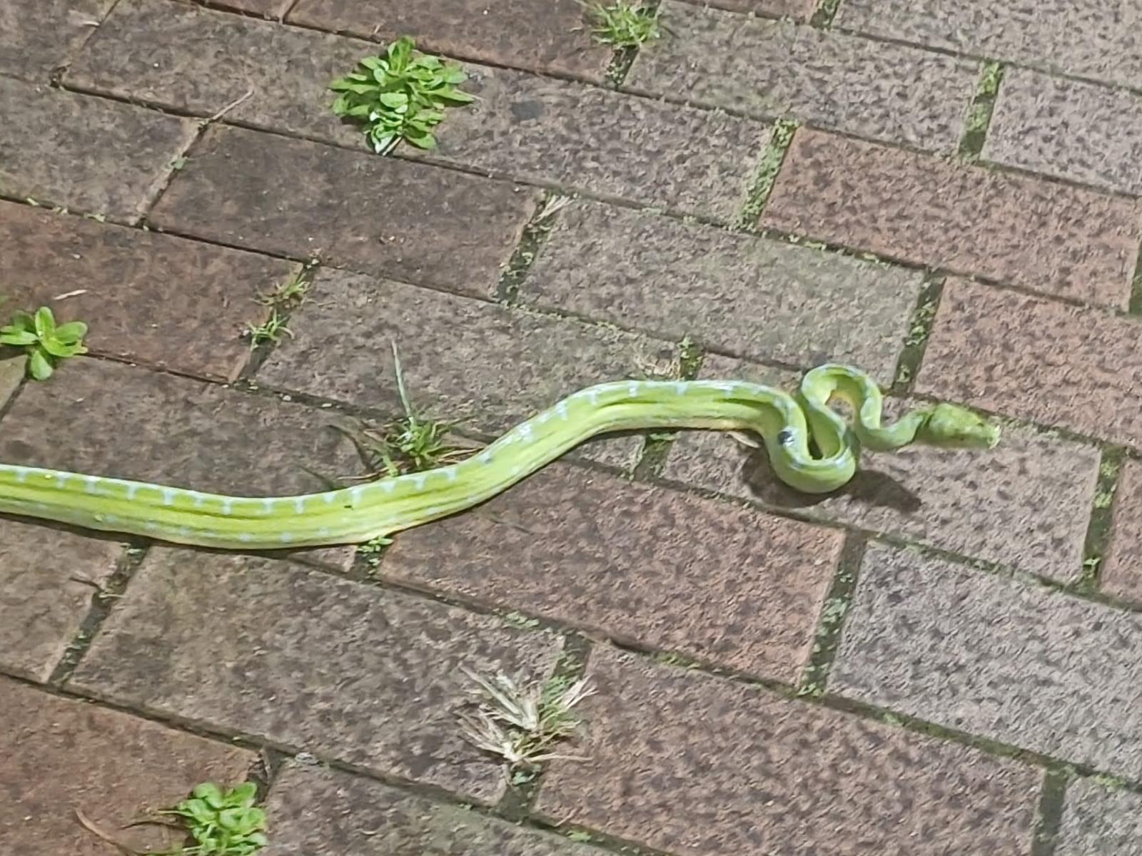 目撃されたペット 目撃されたペット