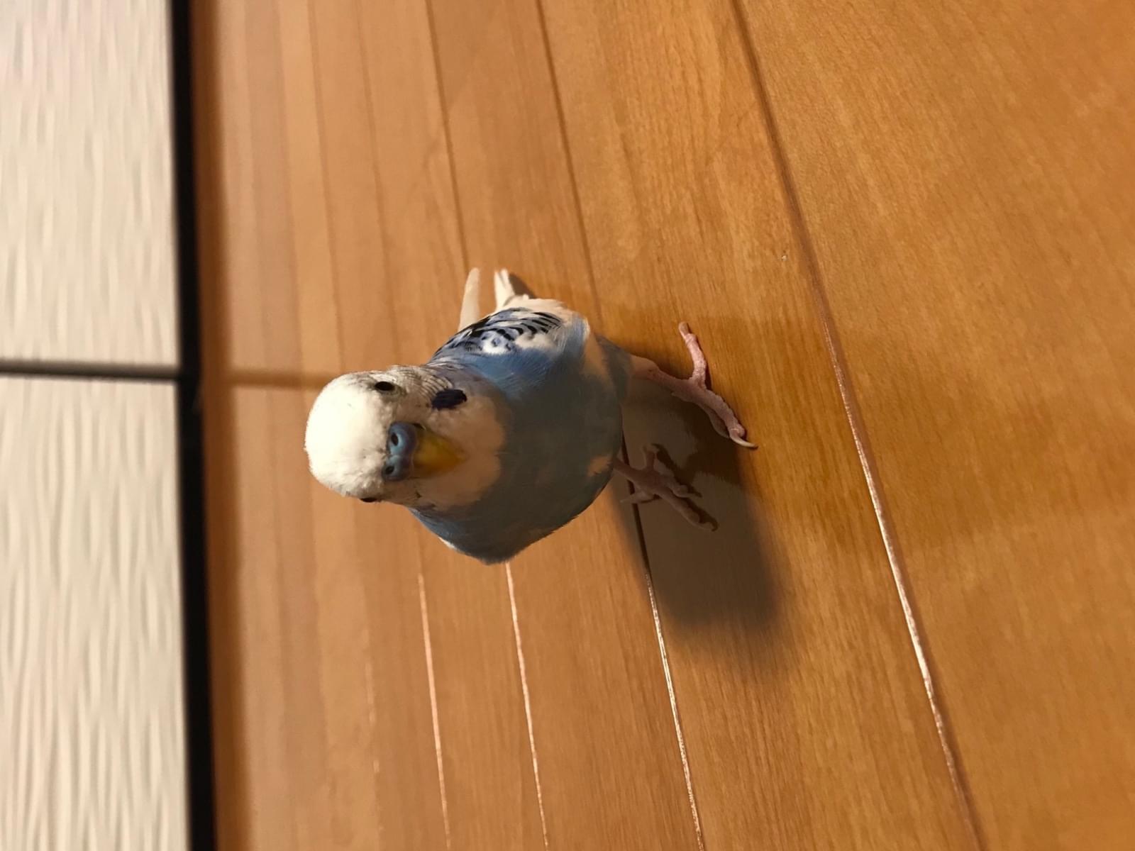 チーちゃん チーちゃん