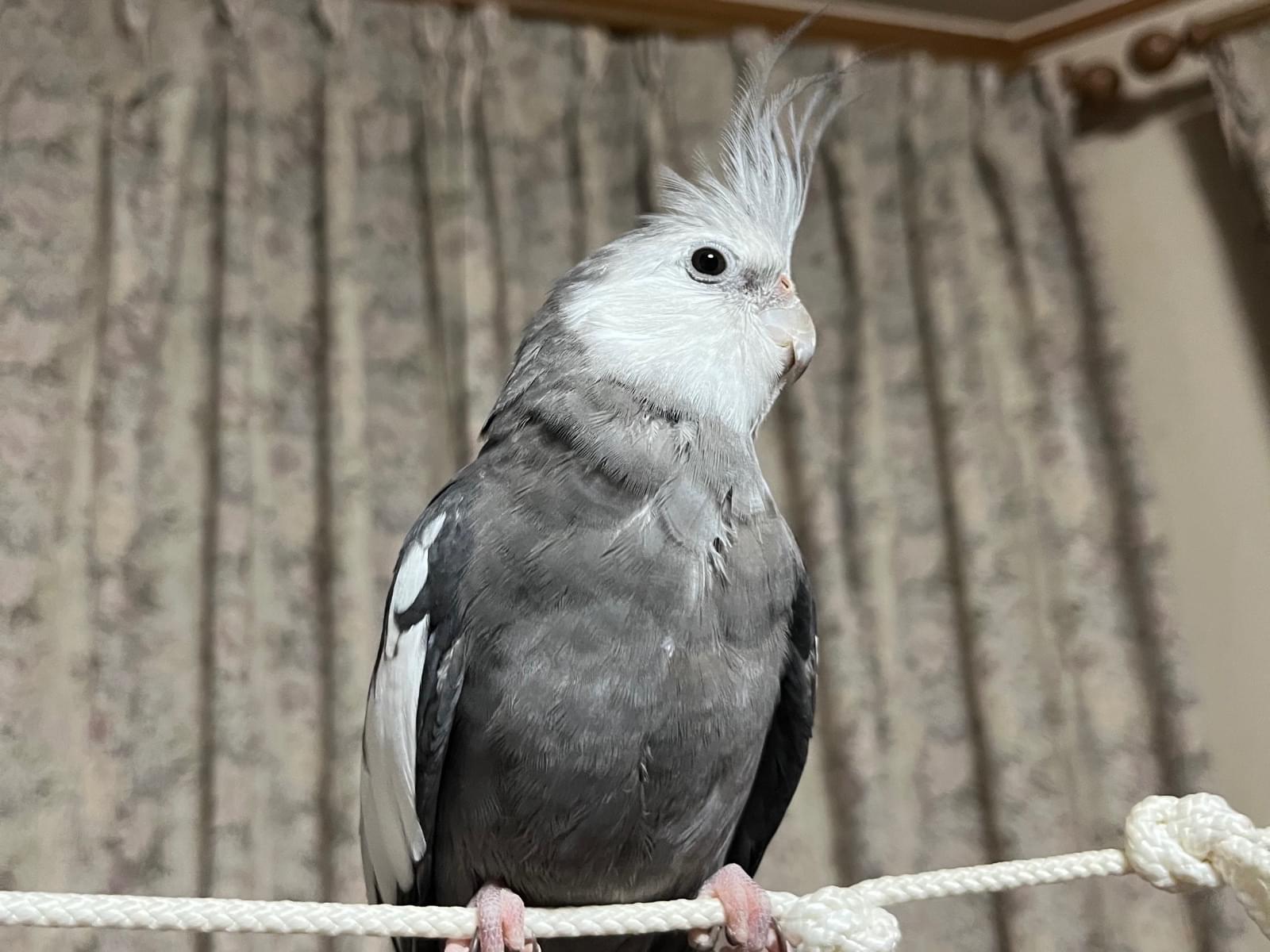 ねぎまちゃん ねぎまちゃん