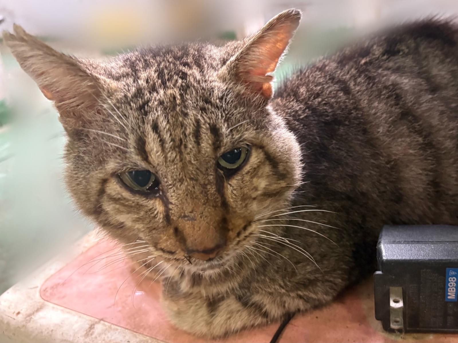 目撃された猫 目撃された猫