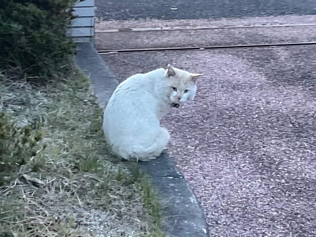 目撃された猫 目撃された猫