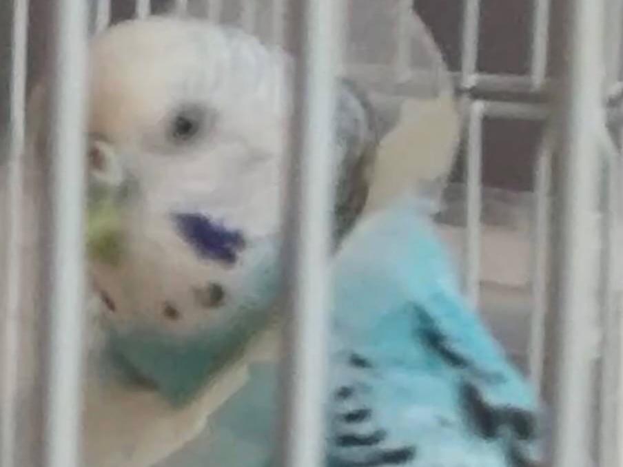 ミントちゃん ミントちゃん