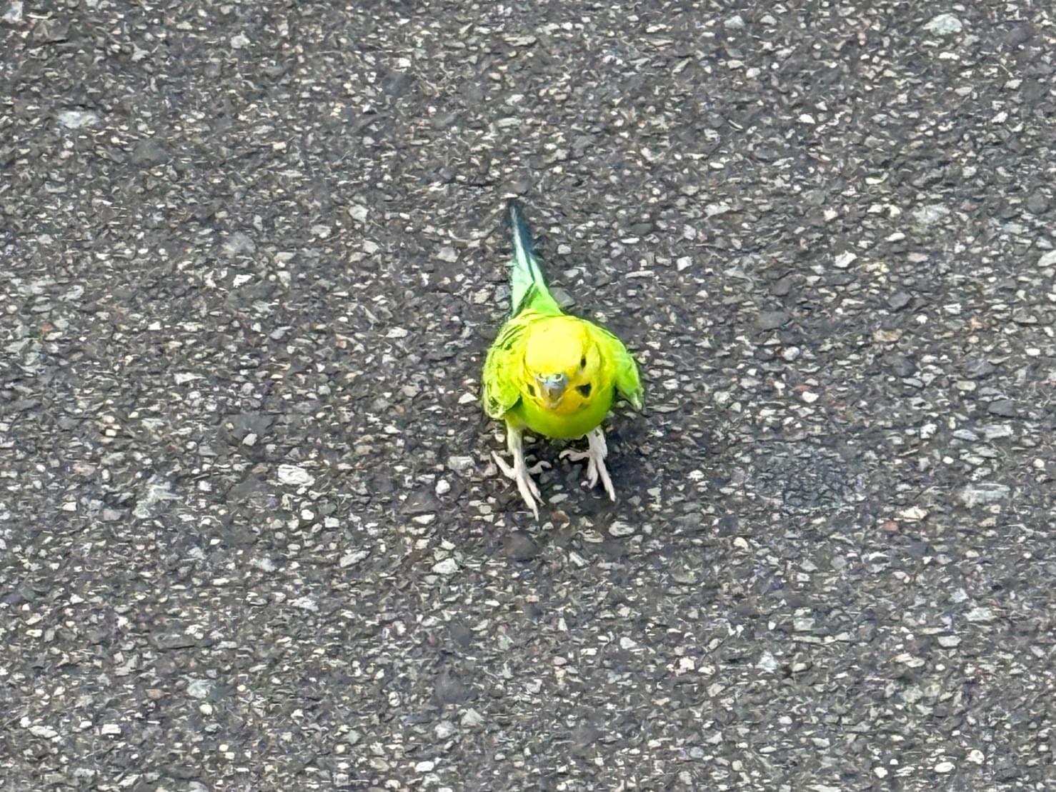 目撃された鳥 目撃された鳥