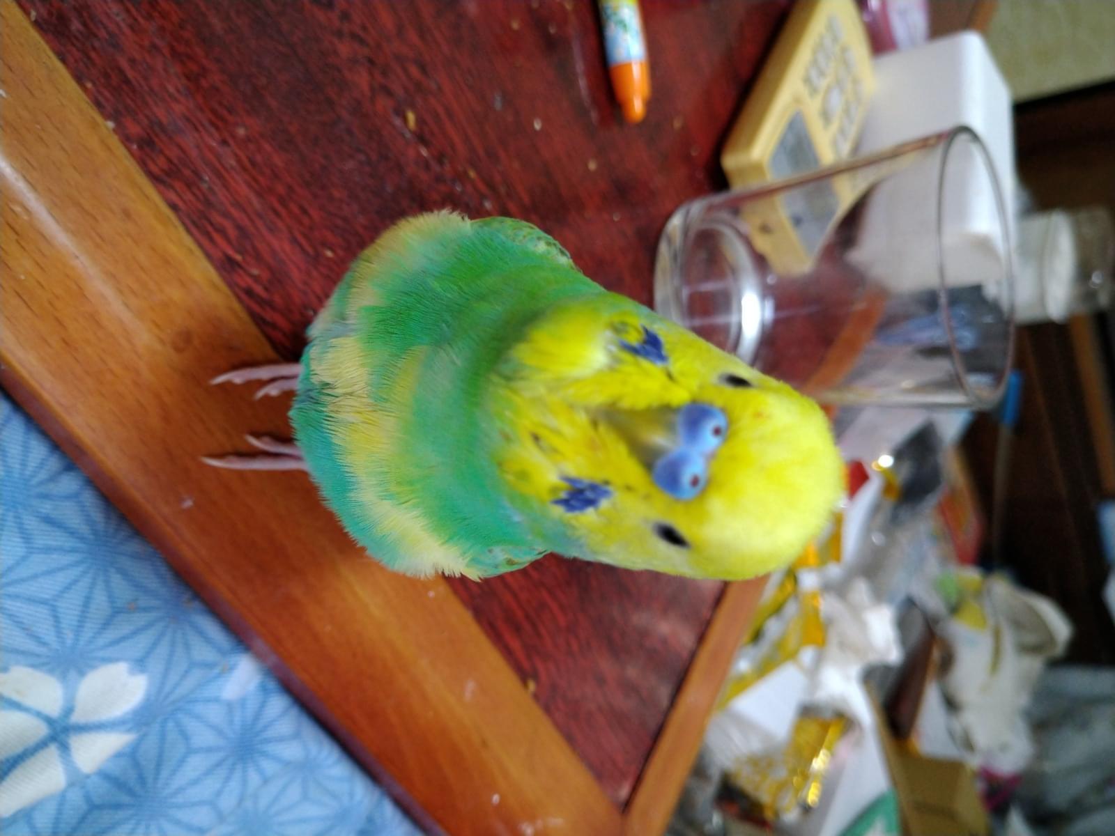 ピーちゃん ピーちゃん