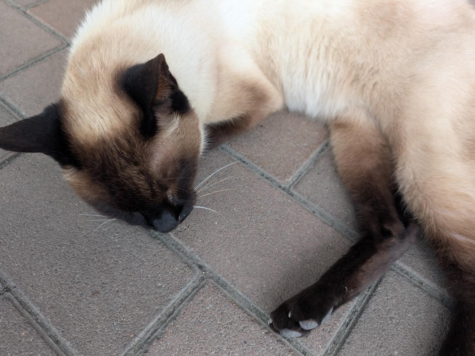 目撃された猫