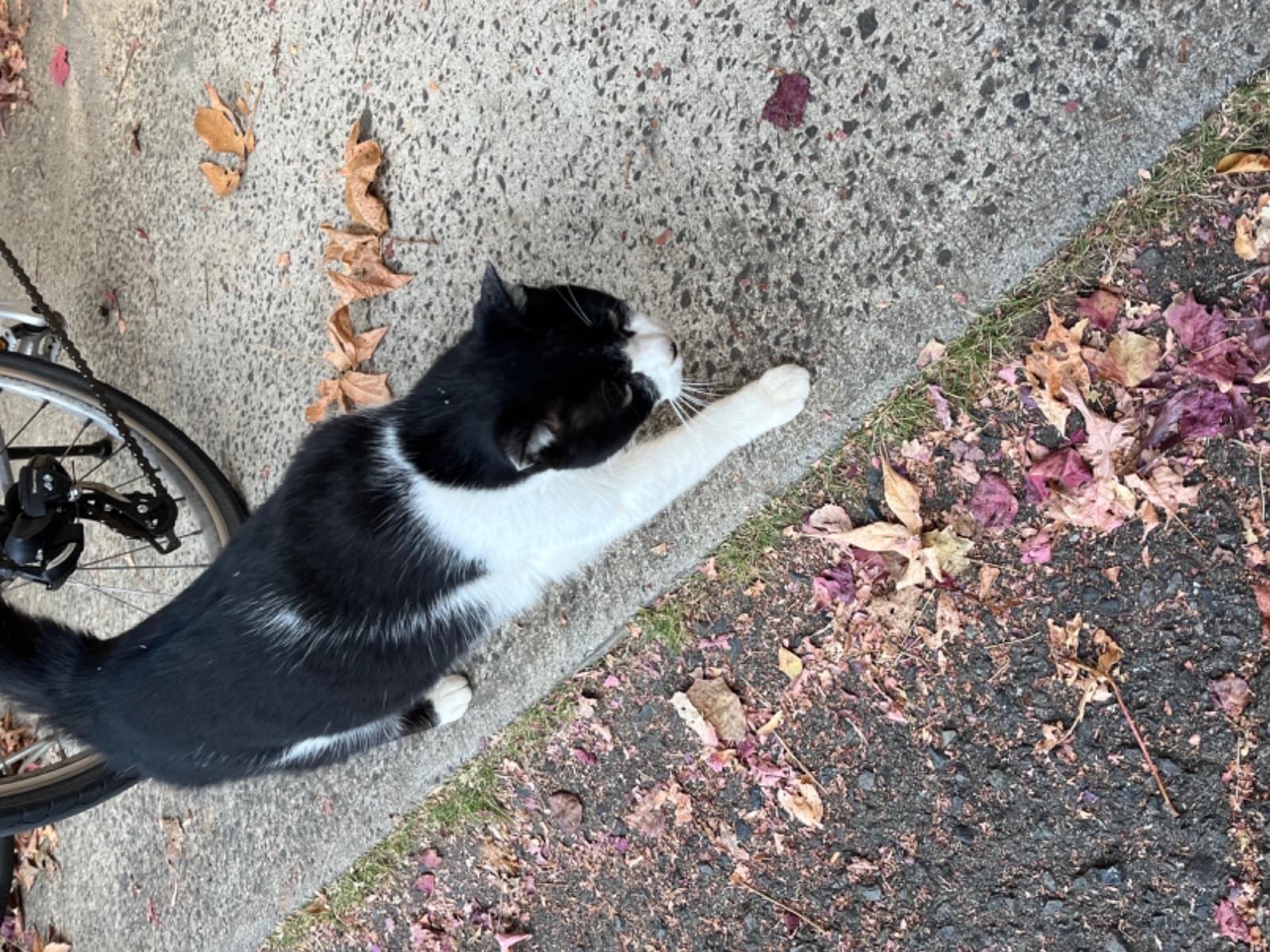 目撃された猫 目撃された猫