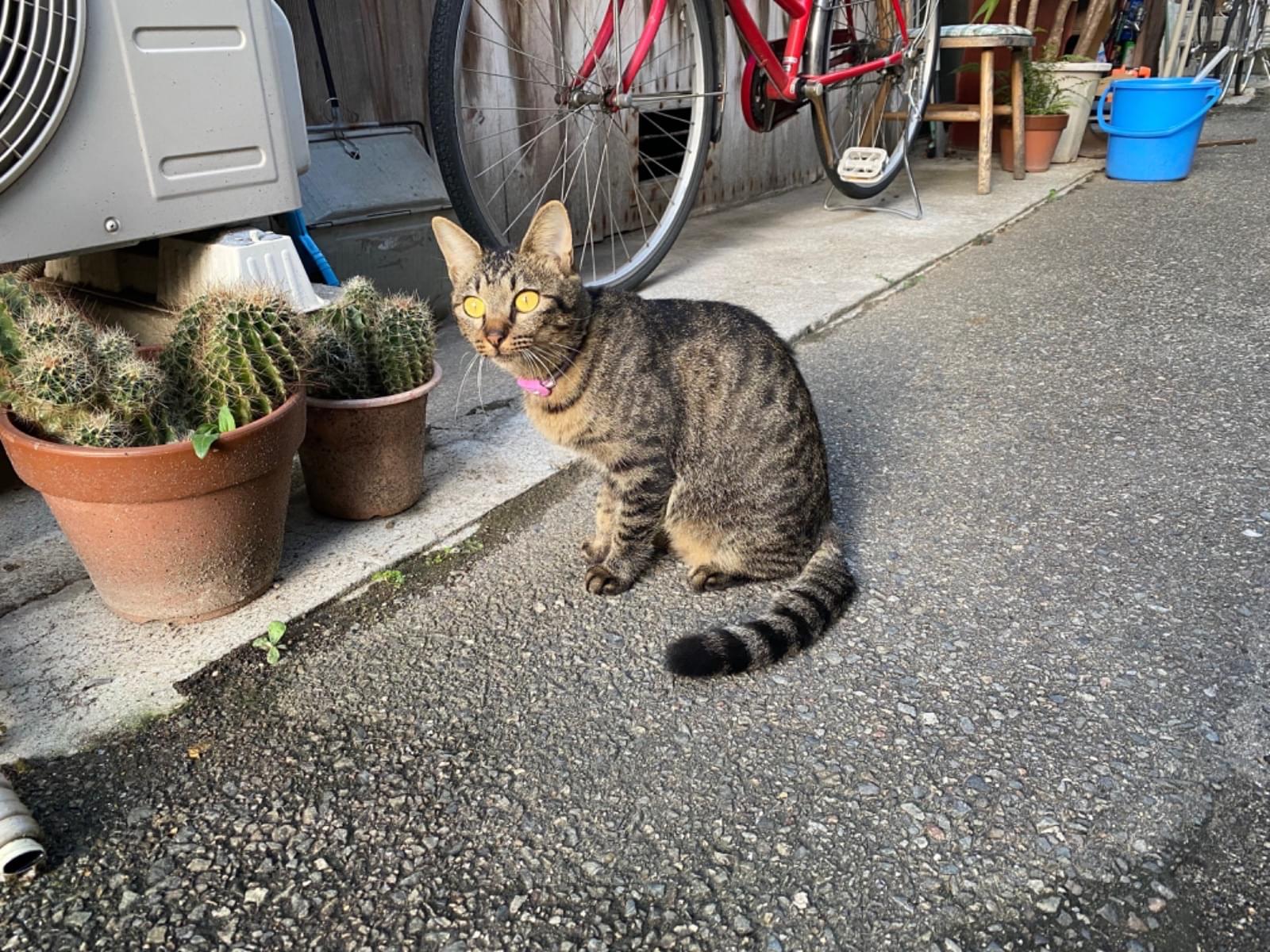 目撃された猫 目撃された猫