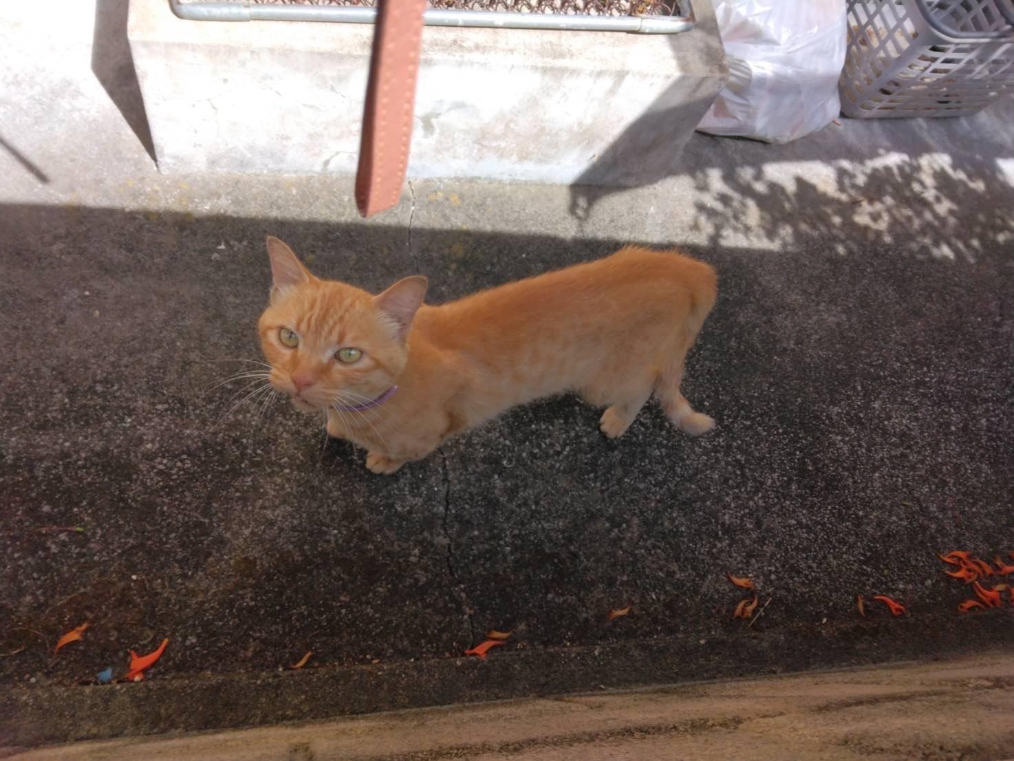 目撃された猫