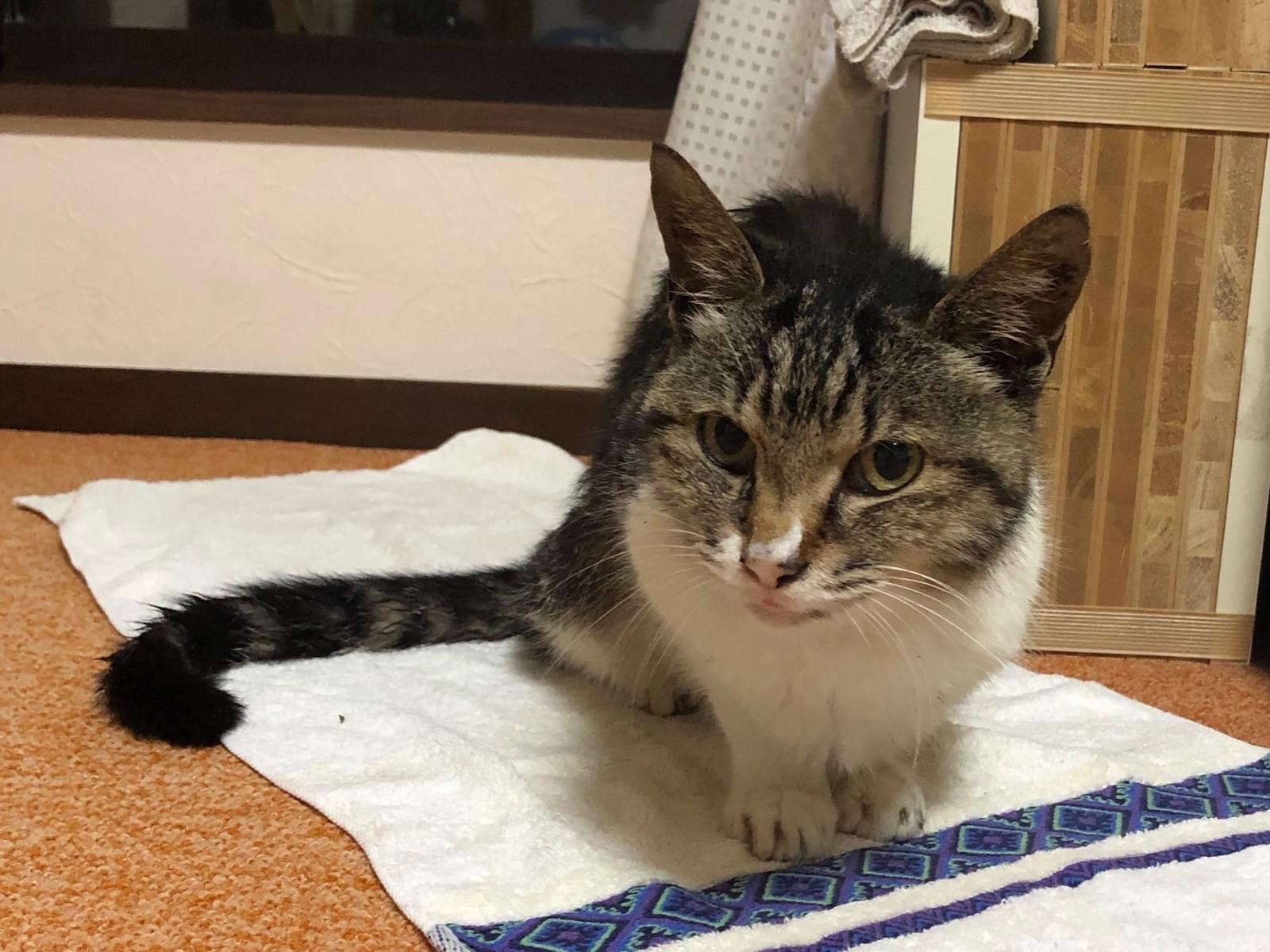 保護された猫 保護された猫