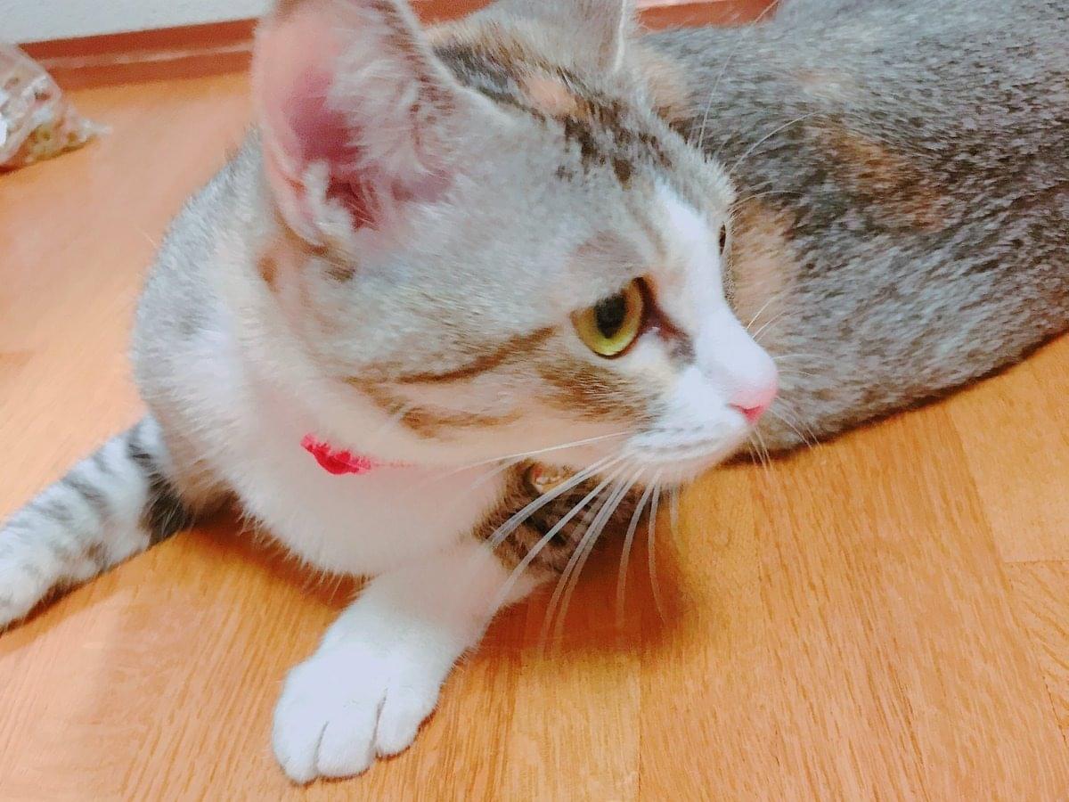 リンちゃん リンちゃん