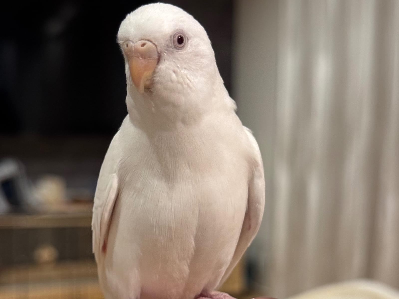 タマちゃん