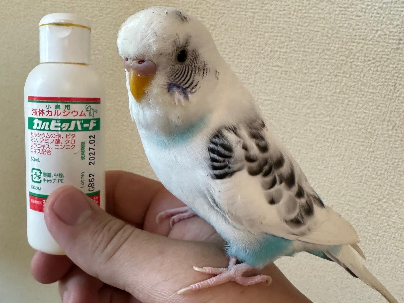 ピッピちゃん ピッピちゃん