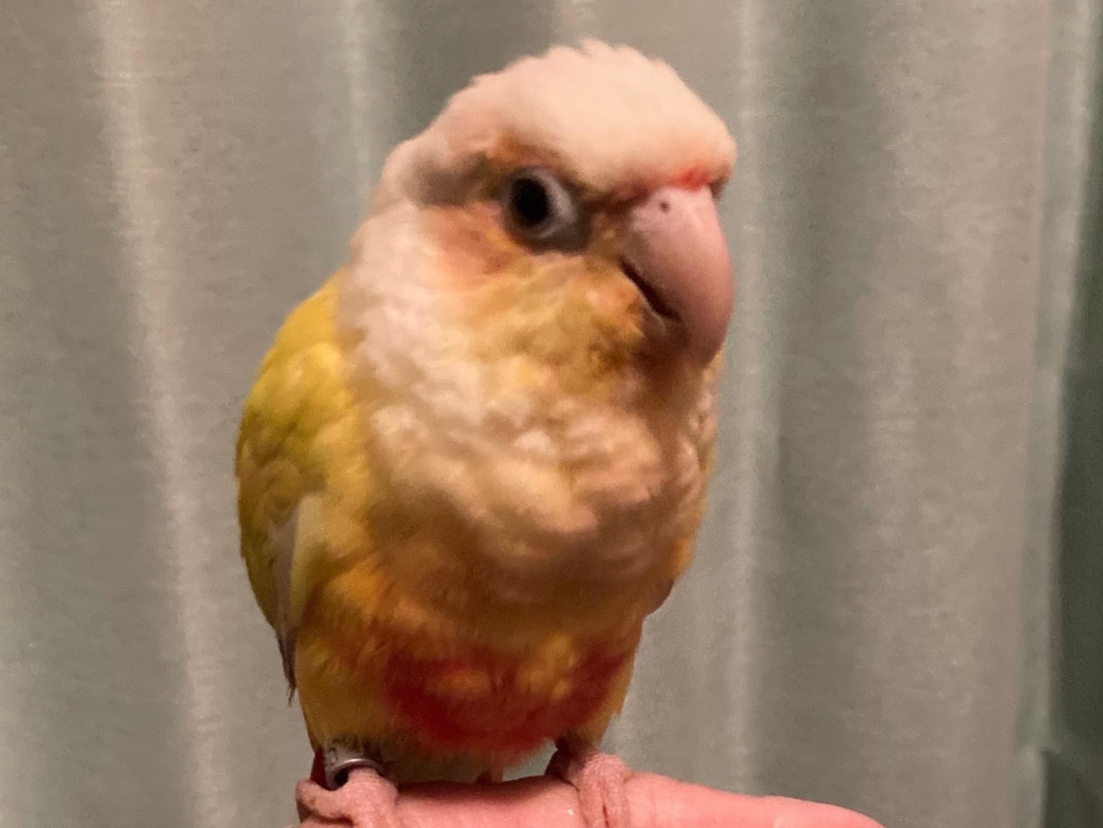 ハクちゃん ハクちゃん