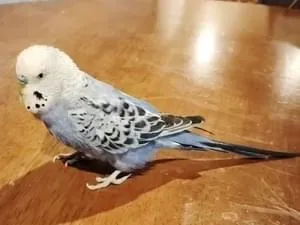 東京の迷子の鳥 (1592件)