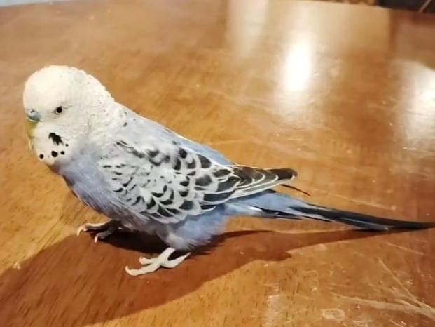 ソラちゃん ソラちゃん