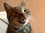 保護された猫 保護された猫