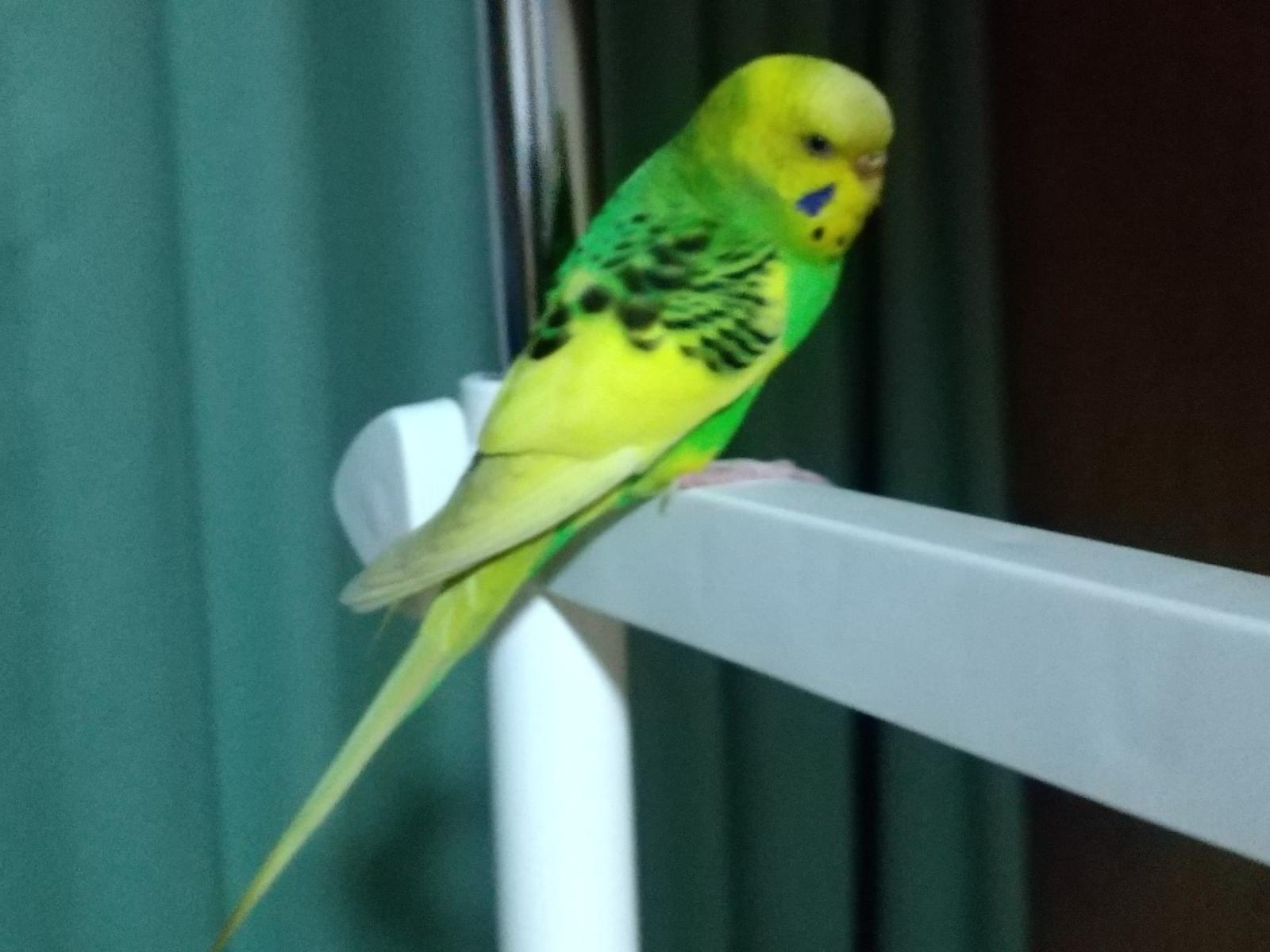 保護された鳥 保護された鳥