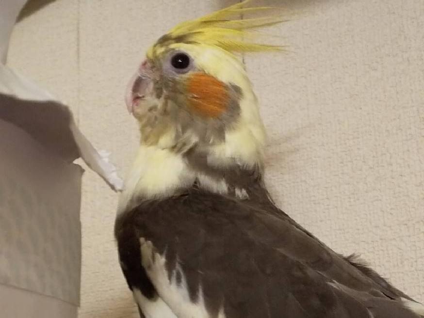ソルちゃん ソルちゃん