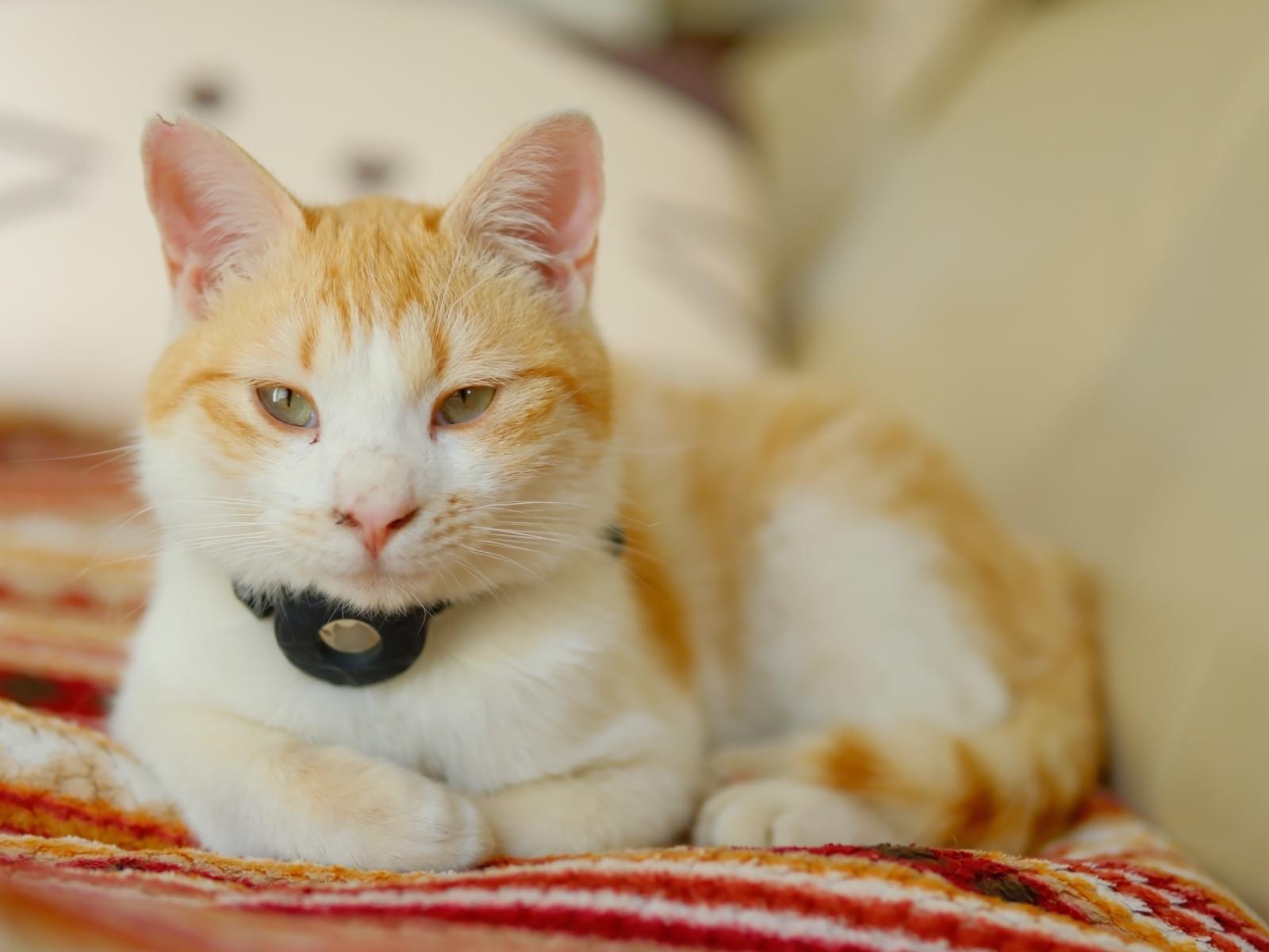 保護された猫 保護された猫