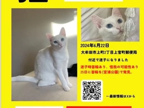 白猫、青い瞳のすいちゃん探しています