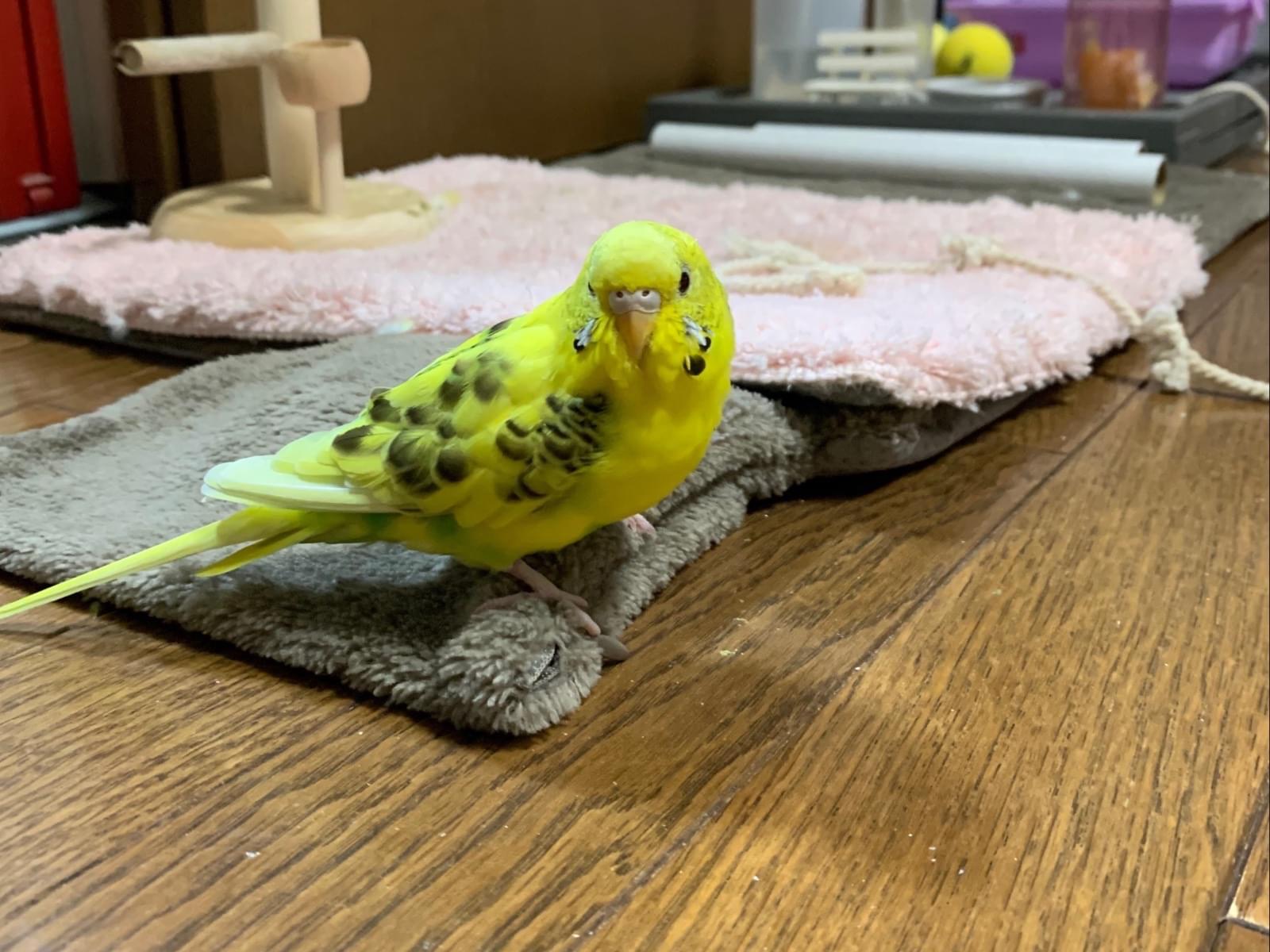 ぷく丸ちゃん ぷく丸ちゃん