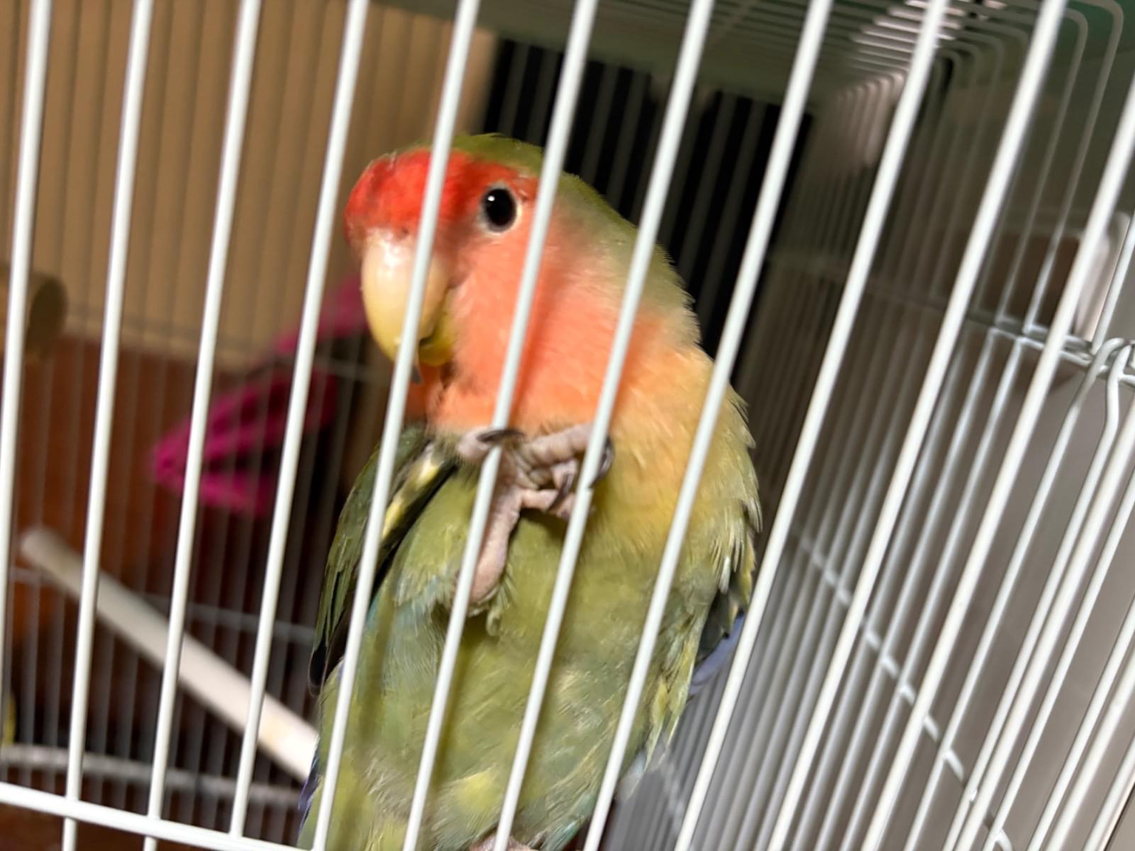 キイちゃん キイちゃん