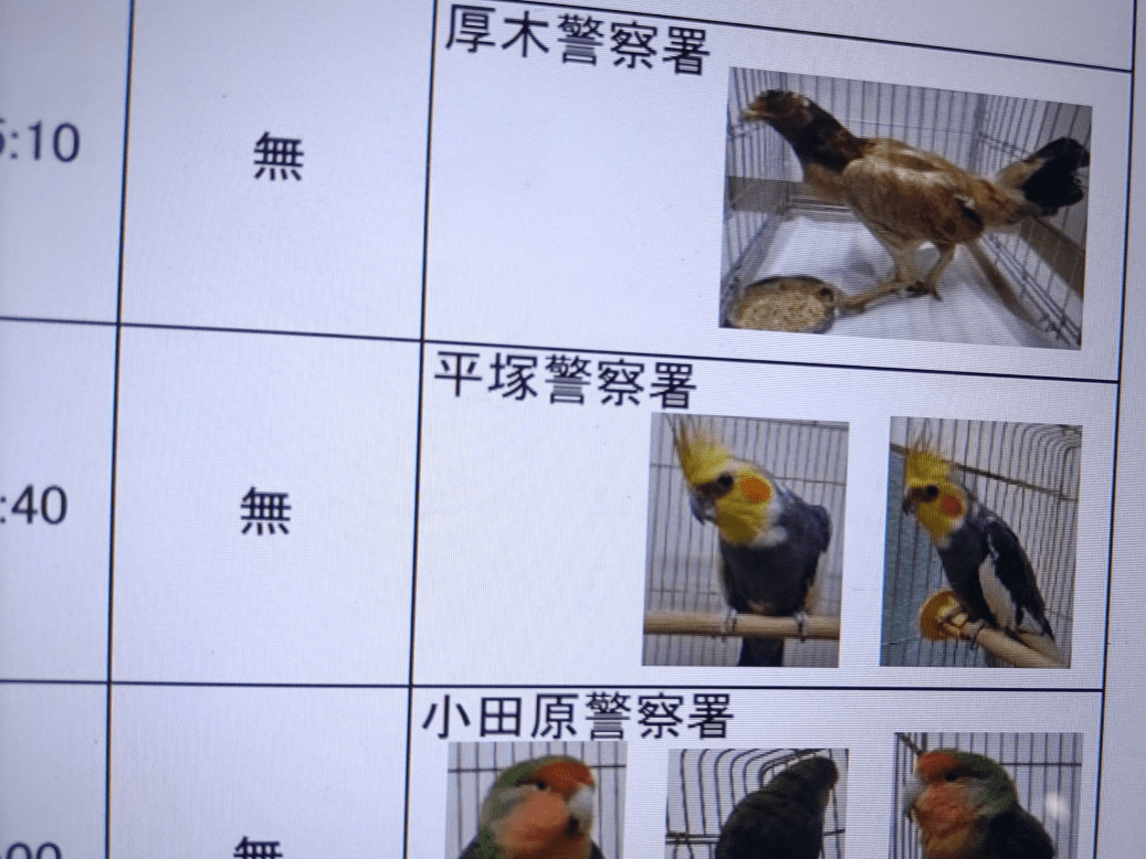 保護された鳥 保護された鳥