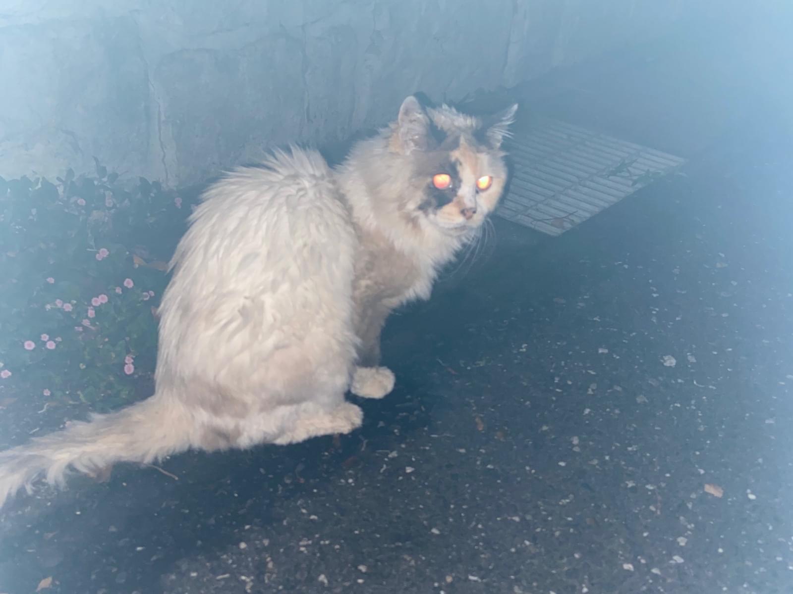 目撃された猫 目撃された猫