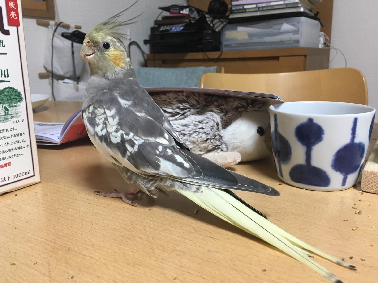 モグちゃん モグちゃん