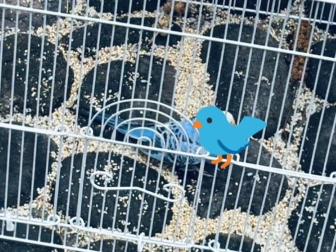 保護された鳥 保護された鳥