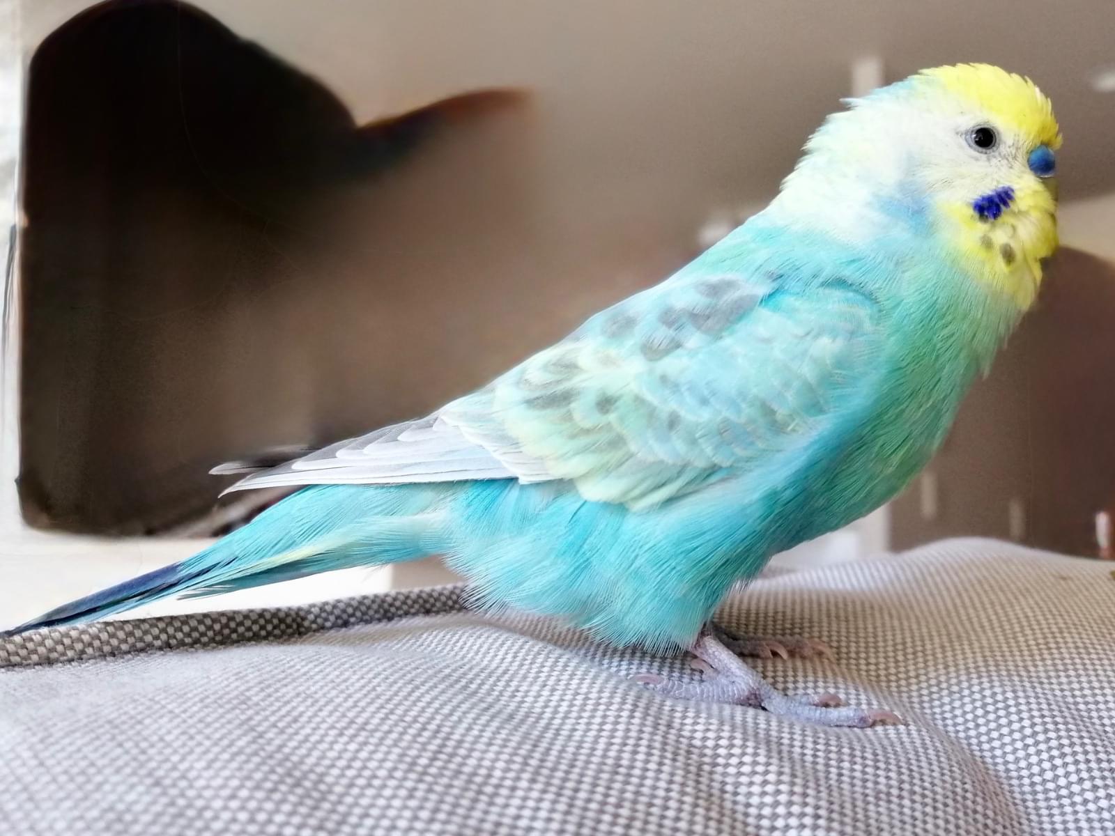セキセイインコ ラムネちゃん セキセイインコ ラムネちゃん