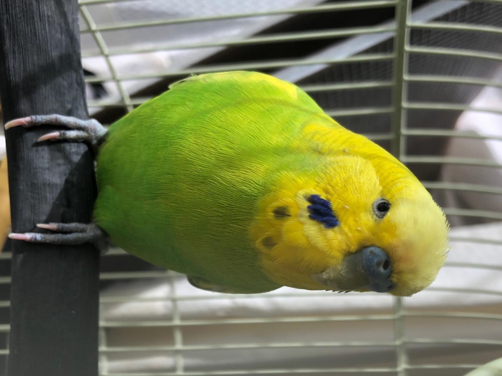 保護された鳥 保護された鳥