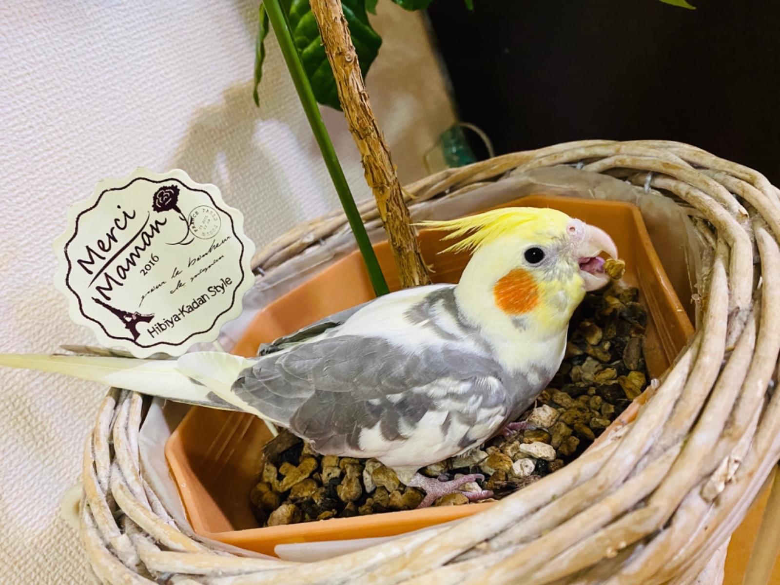 くーちゃん くーちゃん