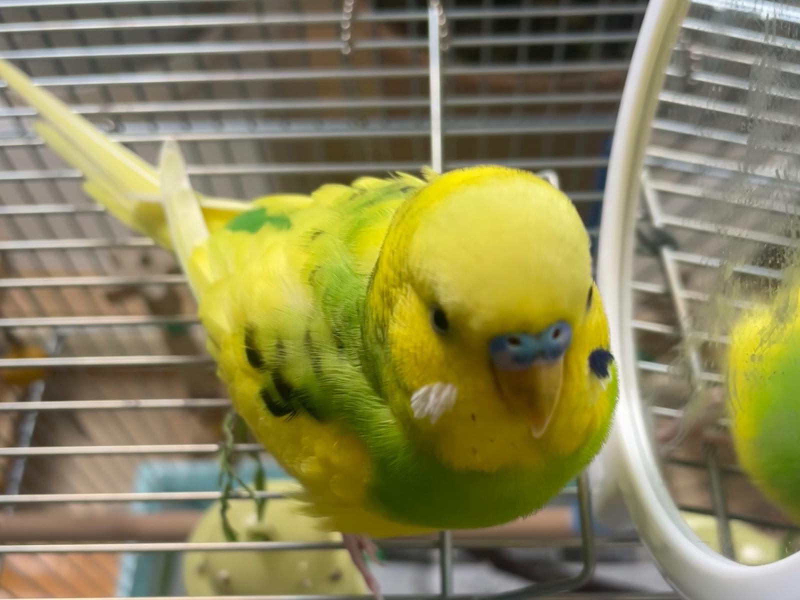 レモンちゃん レモンちゃん