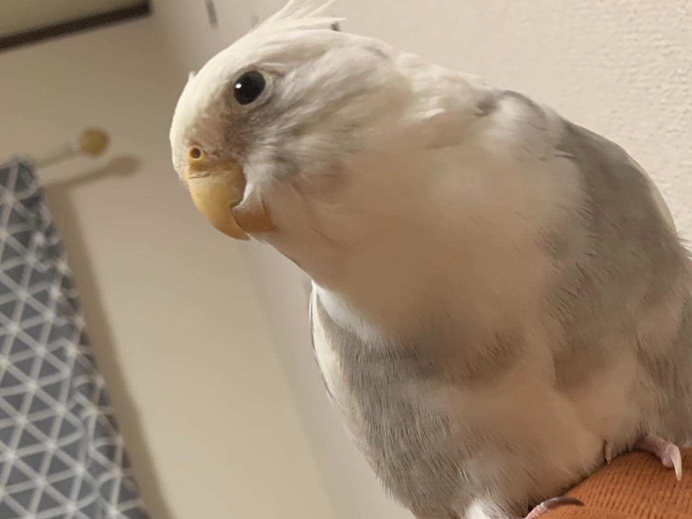 こはくちゃん こはくちゃん