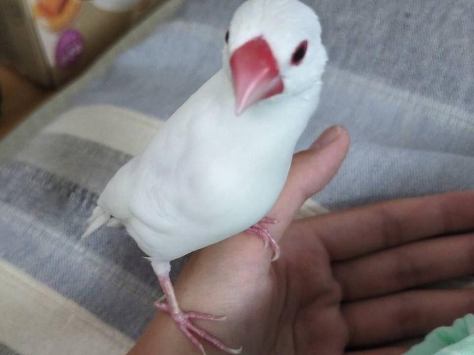 保護された鳥 保護された鳥