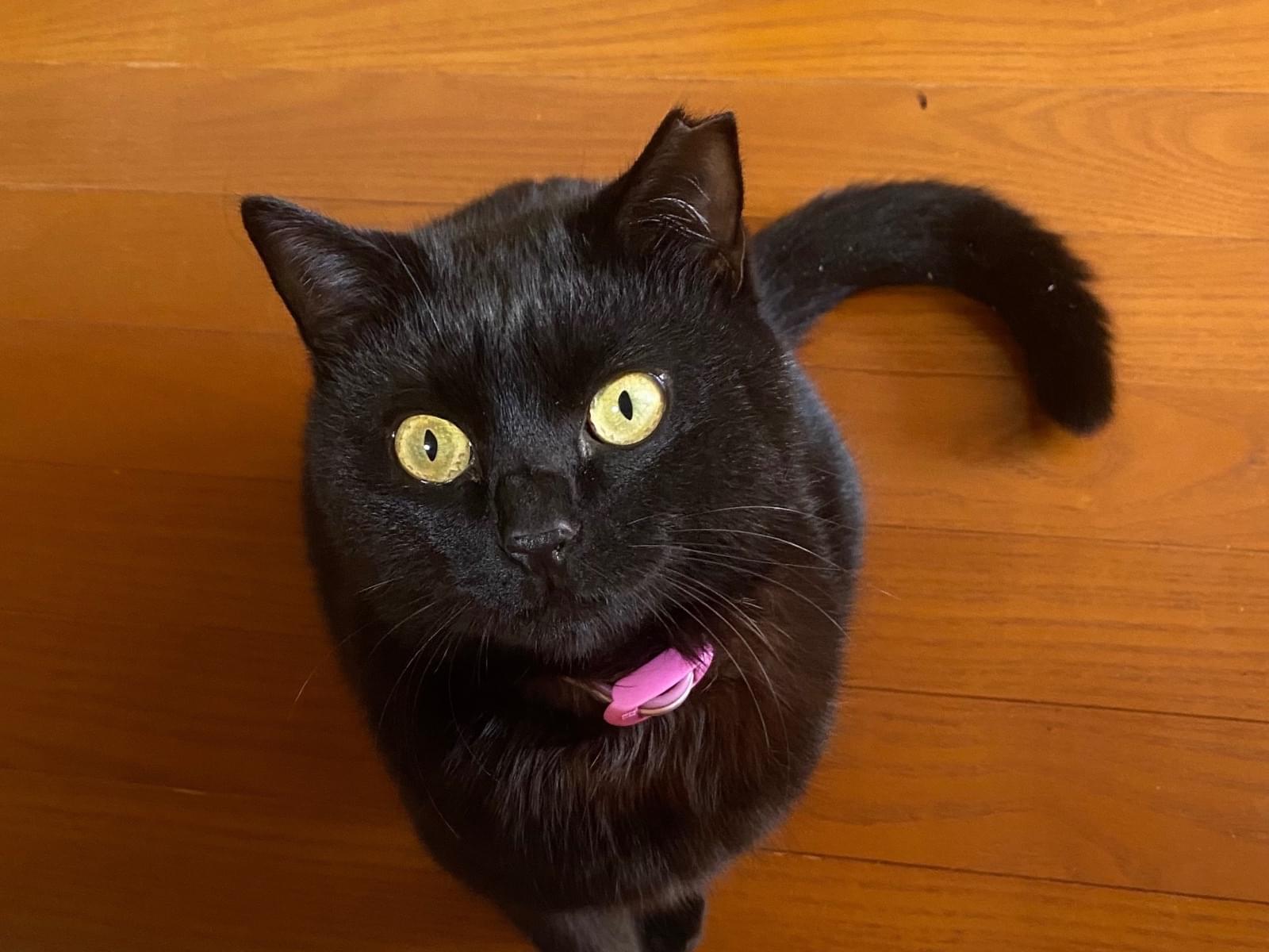 クロちゃん クロちゃん