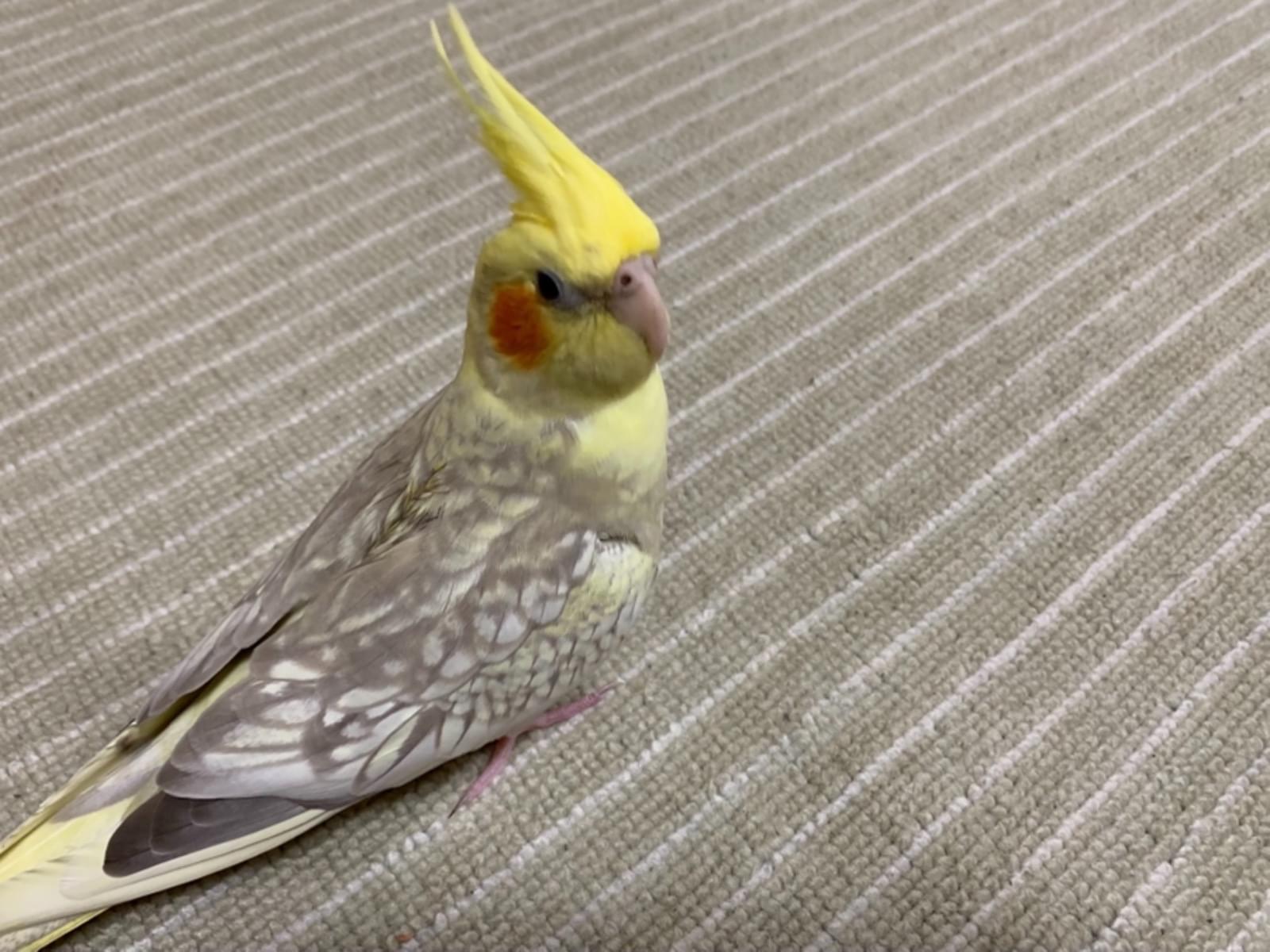 モカちゃん モカちゃん