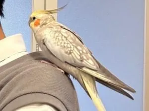 広島県広島市安佐南区】オカメインコを探しています