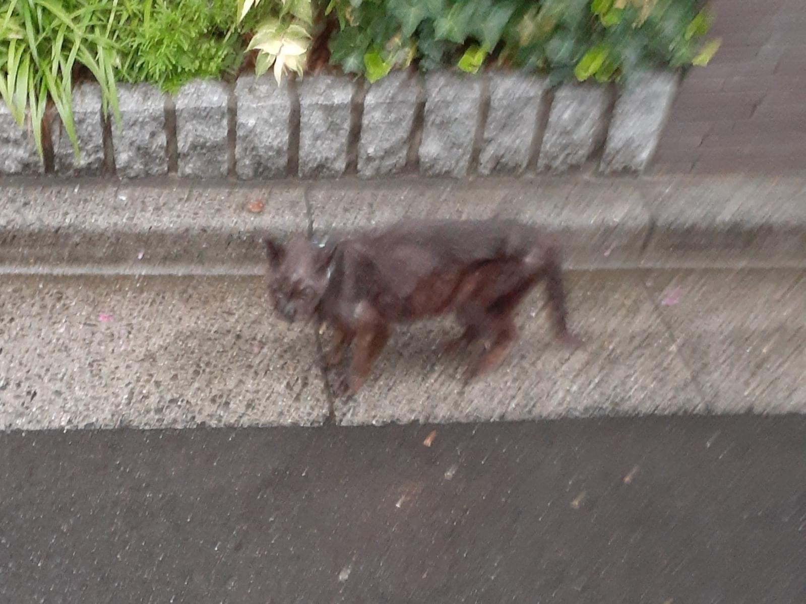 目撃された猫 目撃された猫