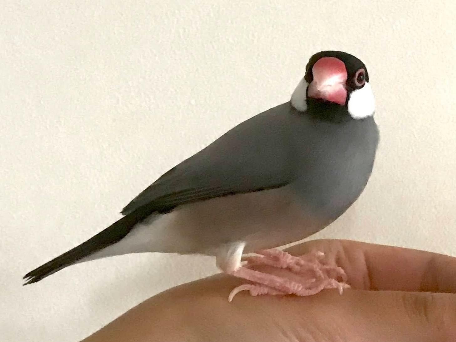 ぶぶちゃん ぶぶちゃん